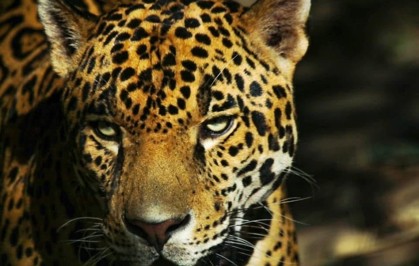 Contribuye Tamaulipas en la conservación del jaguar